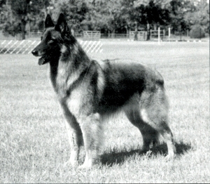 Starbright Lasting Glory