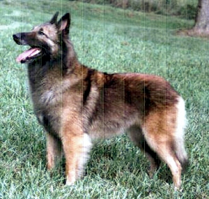 Ingenue De Petite Chalet