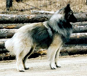 Klaar Perfect Grys Geest