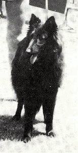 Gitane de la Qui&egrave;vre