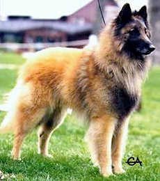 Gourou Du Crepuscule Des Loups