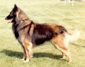 Commander's Fire Away