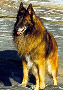 Johan Van De Hoge Laer