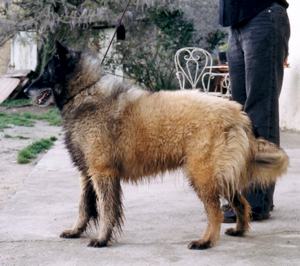 Joriss de Condivicnum