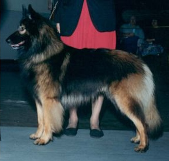 HR Legacy's Mountain Sprite