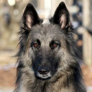 KO Whynotta Avalanche