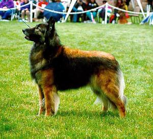 Fox Hollow's Lothlorien