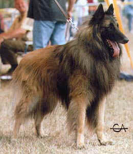 Lutin de la Clairi&egrave;re aux Louves