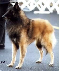 Maigret De La Tangi Morgane