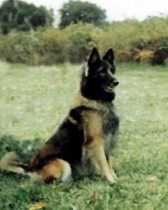 Rob-Lyns Ange Acajou