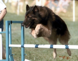 Sunset Skywatch Supernova