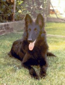 Rh&eacute;tie de Iamara