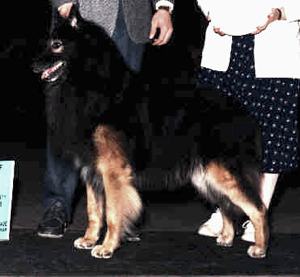 Glenoak Eclair For Maplewood