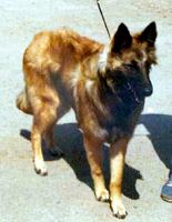 Novaskoshia Du Forest Ranger