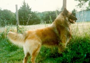 Tacara's Sojourn Soignes