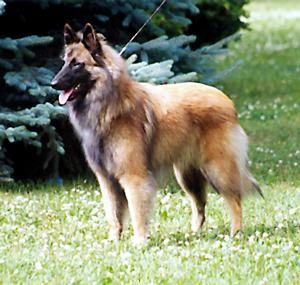 Tobara We Will Rock You