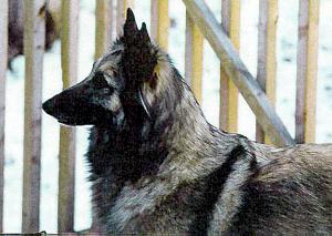 Ombre de la Qui&egrave;vre