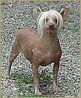 Pandora's Ambrosia N'Co