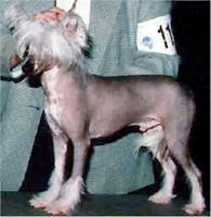 Willow Chilipepper V Gingery