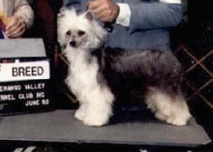 Tobore Funny Girl Whisper Lane