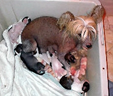 Richlin's Red Hot Mama