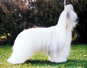 Glebeheath The Gentleman