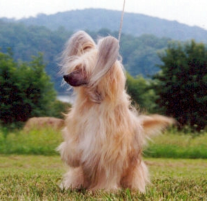 Whisper LN Cover Girl O'Richlin