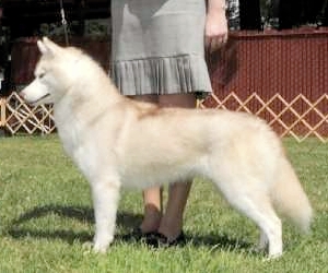 Tovik's Pretty In Pink