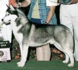 Innis Free's Chips Ahoy