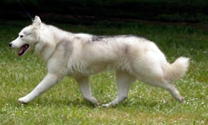 Tovik's Spectacular Bid