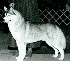 Kavacha's Jailhouse Rock