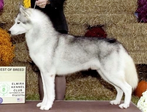 Tovik's Rubber Ducky