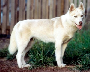 Kossok's April Moon Of Tovik