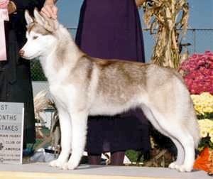 Tovik's Cinnamon Teal