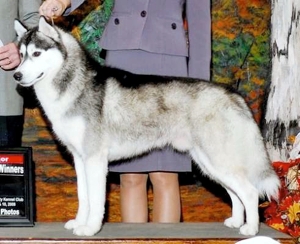 Tovik's Spectacular Spectacular