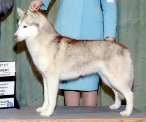 Tovik's Thirty Six Red