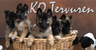 KO Tervuren logo